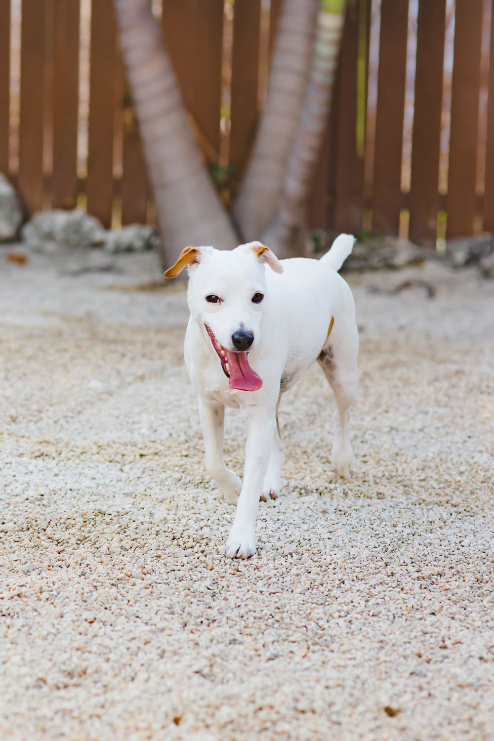 Dogs welcome Abigail & Stitch Pet Resort Dogs welcome Abigail & Stitch Pet Resort