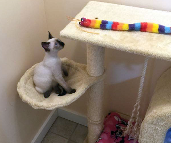 Cats have playgrounds & kitty condos Cats have playgrounds & kitty condos