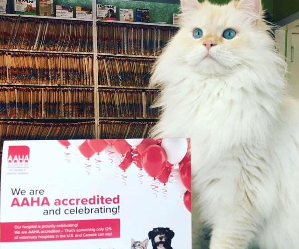 Veterinary Services offered at All Animal Clinic